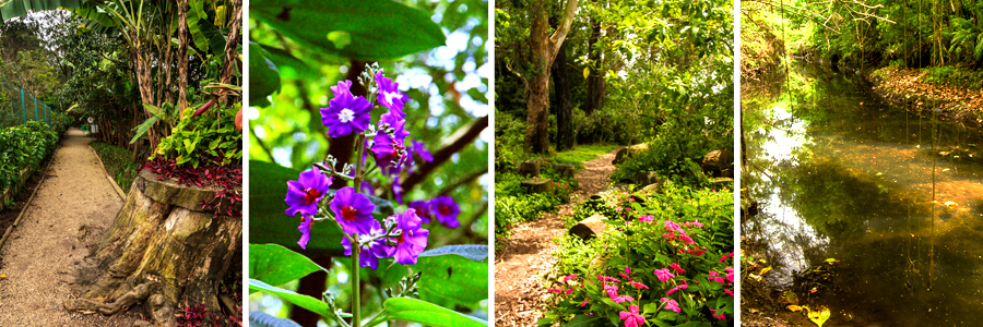 Mosaico com quatro fotografias sendo a primeira de uma trilha de terra com grama alta e árvores na lateral, a segunda de um galho com flores de cor violeta com centro branco, a terceira um arbusto com folhas verdes e flores de cor rosa com uma trilha ao fundo, e a quarta de um lago com fundo de terra.